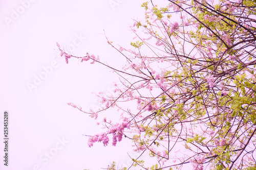 Cherry blossom with beautiful nature