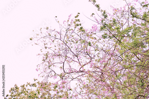 Cherry blossom with beautiful nature