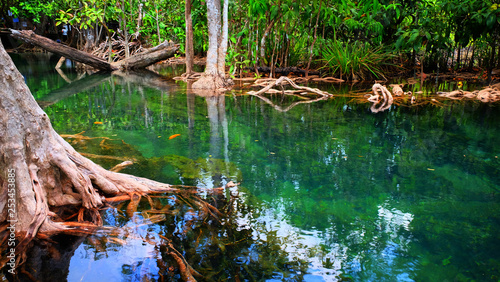 Emerald spring pool among tropical forest beside sea at Krabi province  The south of Thailand.