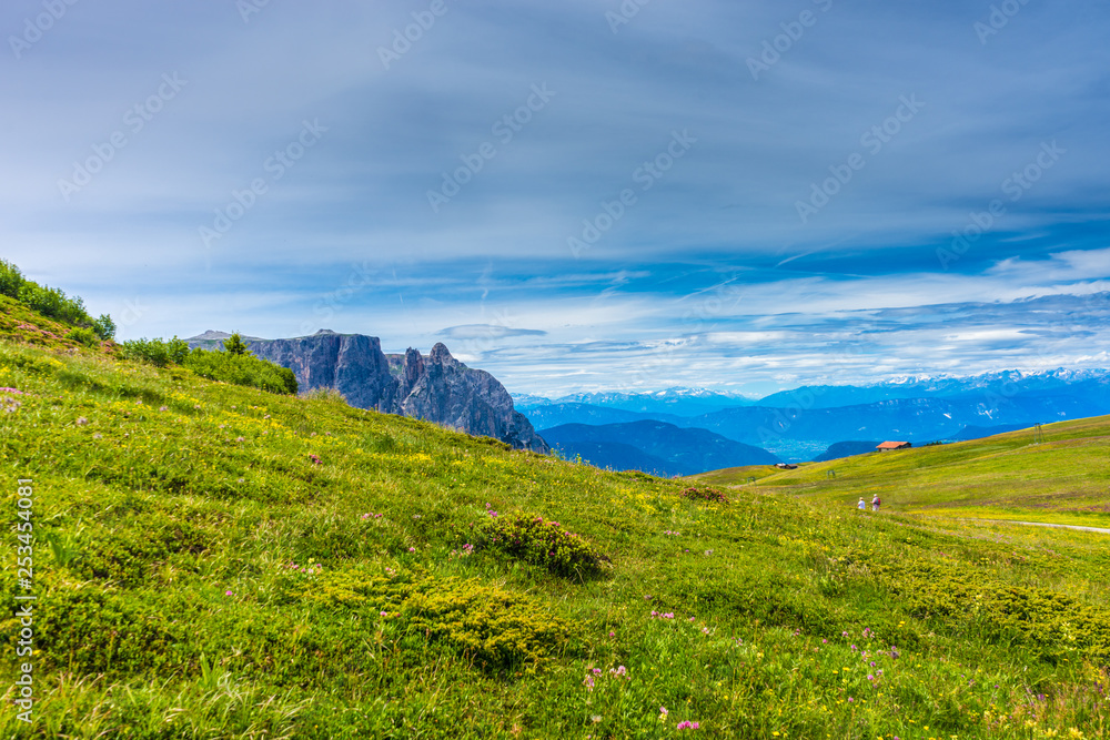 Alpe di Siusi, Seiser Alm with Sassolungo Langkofel Dolomite, a close up of a lush green hillside Alpe di Siusi, Seiser Alm with Sassolungo Langkofel Dolomite, a close up of a lush green hillside