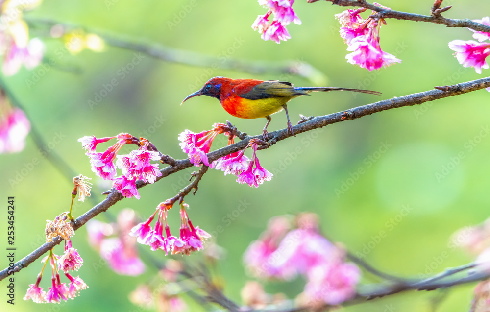 Beautiful bird, Mrs. Gould's Sunbird; Aethopyga gouldiae Male Birds of Thailand. Bird on Cherry Blossom.. Beautiful bird, Mrs. Gould's Sunbird; Aethopyga gouldiae Male Birds of Thailand. Bird on Cherry Blossom..