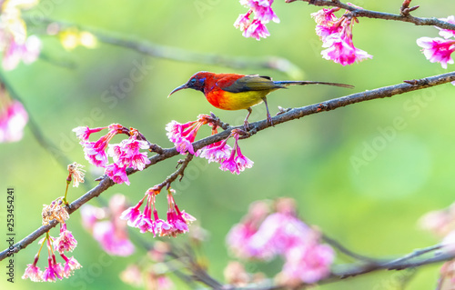 Beautiful bird, Mrs. Gould's Sunbird; Aethopyga gouldiae Male Birds of Thailand. Bird on Cherry Blossom..