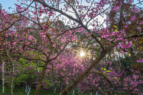 Wallpaper Mural Sun shining through cherry blossom in the garden, blossoming branch with pink flowers of sakura Torontodigital.ca