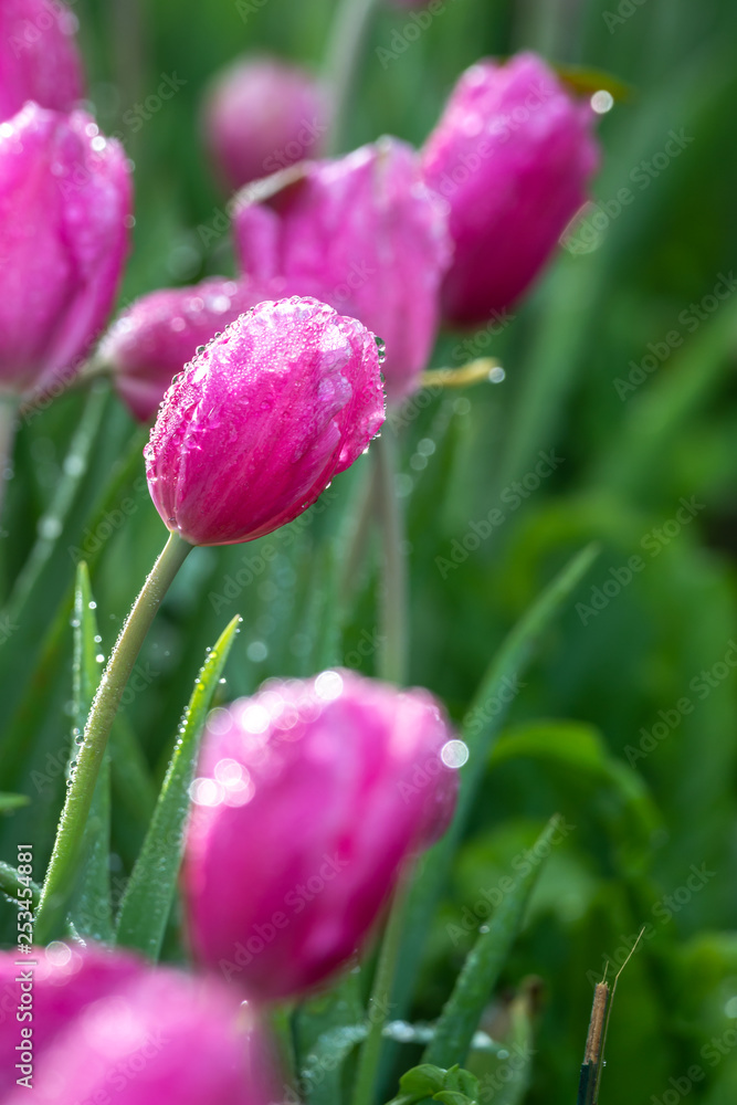 Fototapeta premium Pink tulip flowers in the garden