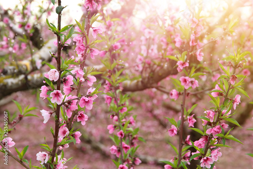 background of spring blossom tree with pink beautiful flowers. selective focus