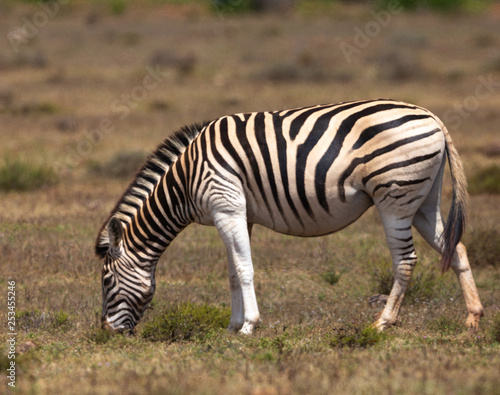 zebra