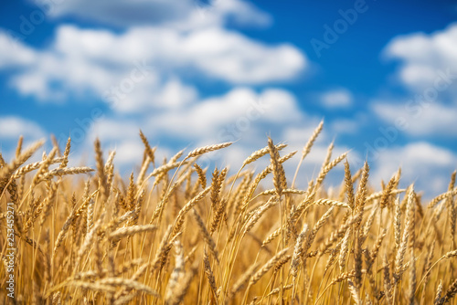 Rural landscape with golden wheat field over blue sky at sunny day.