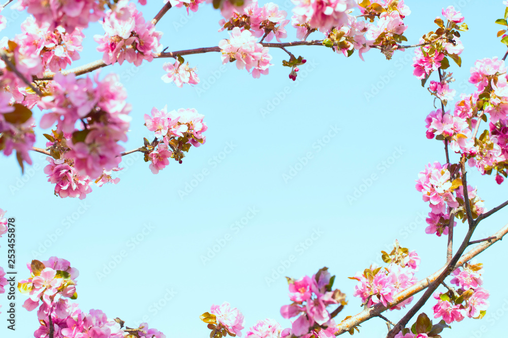 Flowering of the apple tree. Spring background of blooming flowers. White and pink flowers. Beautiful nature scene with a flowering tree. Spring flowers. Beautiful garden. Abstract blurred background Flowering of the apple tree. Spring background of blooming flowers. White and pink flowers. Beautiful nature scene with a flowering tree. Spring flowers. Beautiful garden. Abstract blurred background