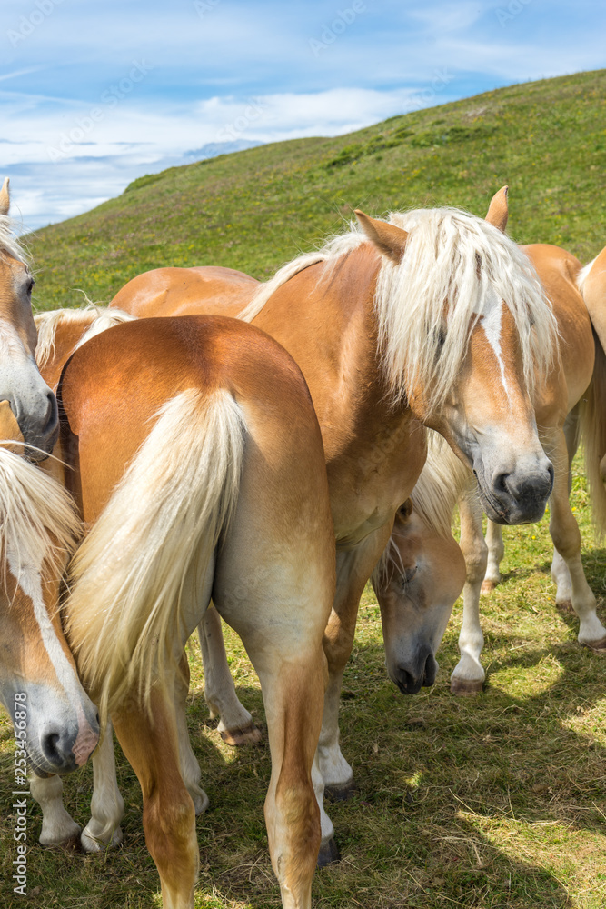 Fototapeta premium Alpe di Siusi, Seiser Alm with Sassolungo Langkofel Dolomite, a group of brown and white horse standing in a field