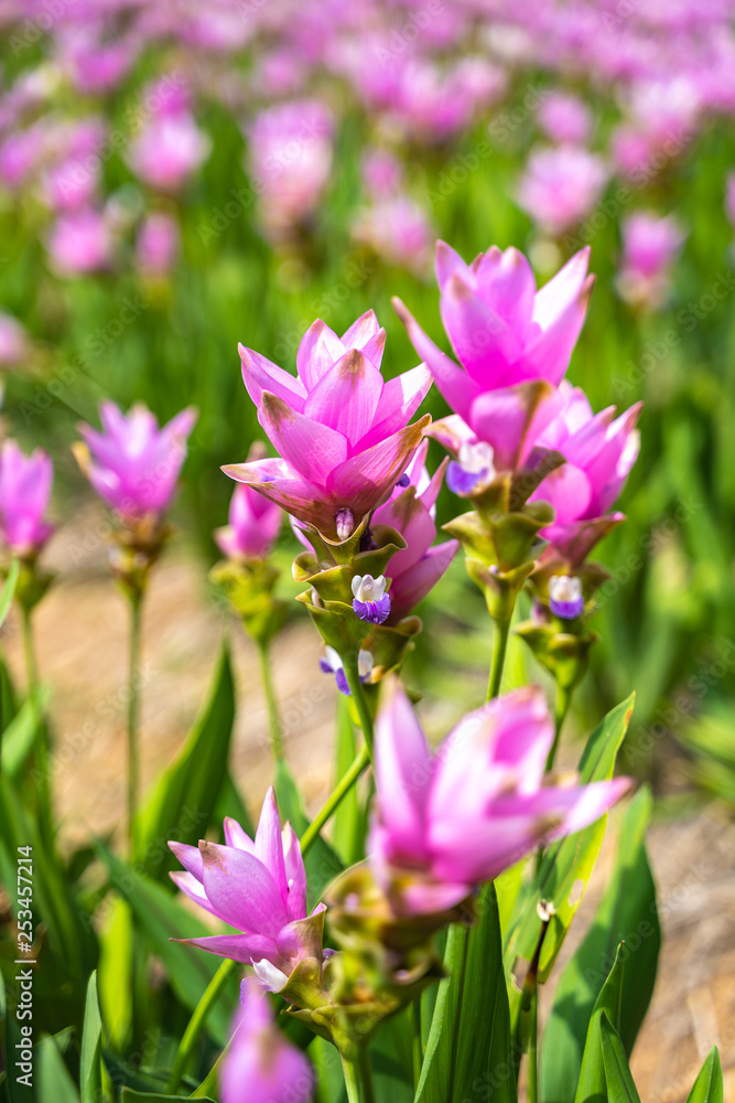 Pink Siam Tulip or Curcuma sessilis flower in Thailand (Curcuma sessilis Gage, Curcuma aeruqinosa Roxb) Pink Siam Tulip or Curcuma sessilis flower in Thailand (Curcuma sessilis Gage, Curcuma aeruqinosa Roxb)