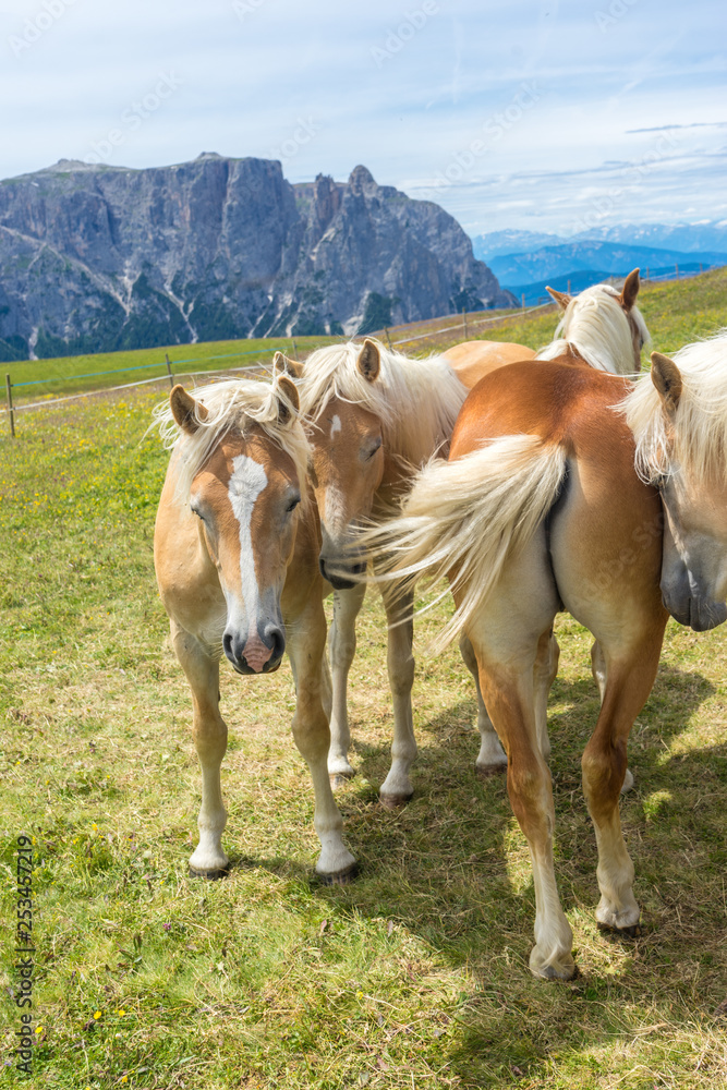 Alpe di Siusi, Seiser Alm with Sassolungo Langkofel Dolomite, a brown horse standing on top of a grass covered field