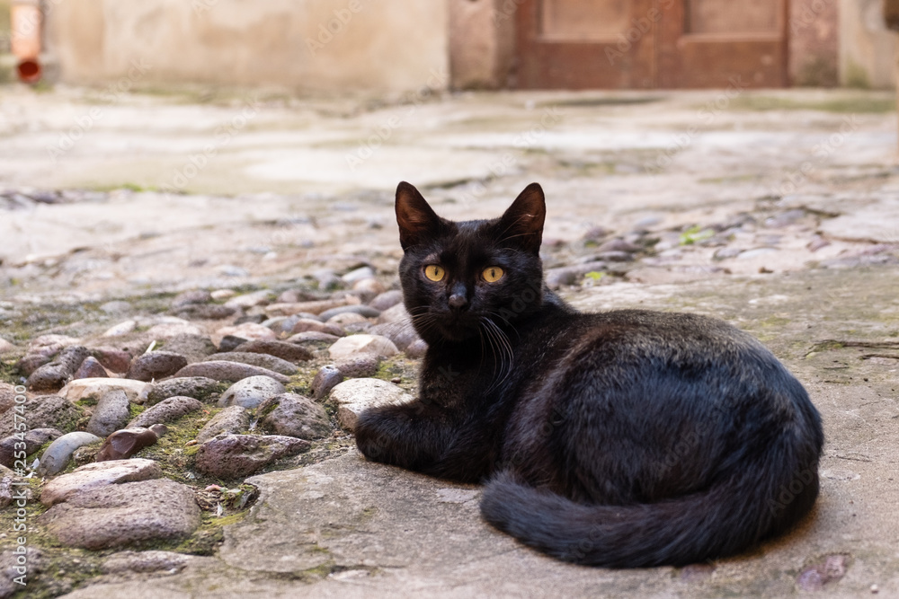 Eine schwarze Hauskatze in Bosa auf Sardinien, Italien