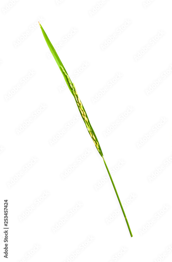 Leaf and seeds green rice close up Leaf and seeds green rice close up