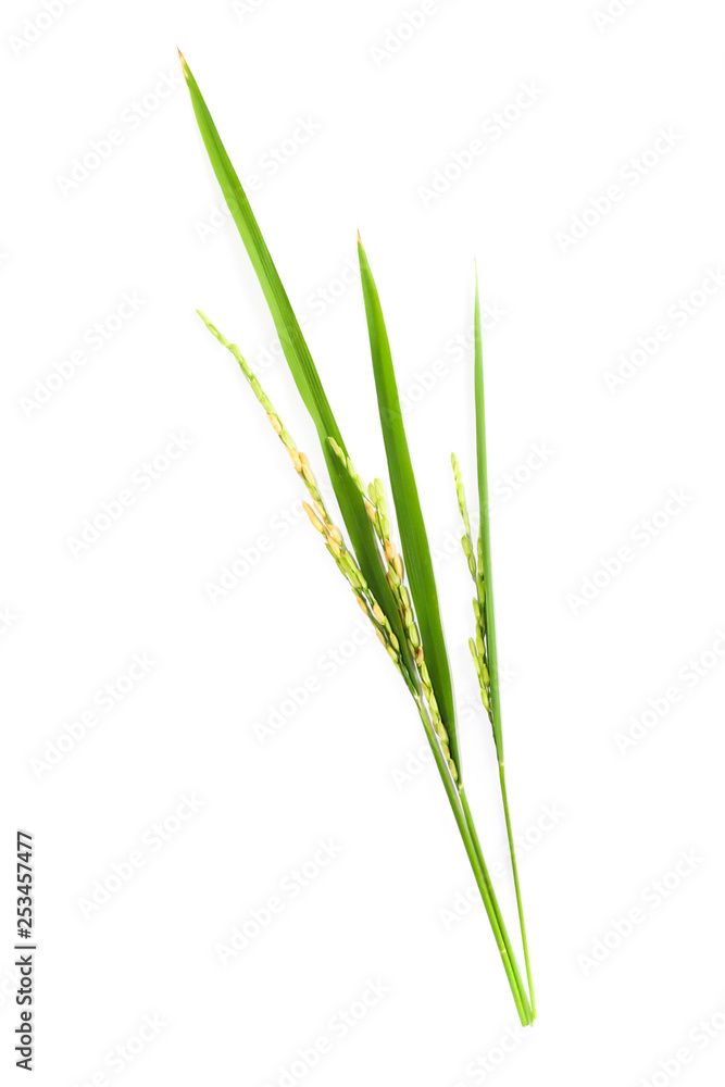 Leaf and seeds green rice close up Leaf and seeds green rice close up