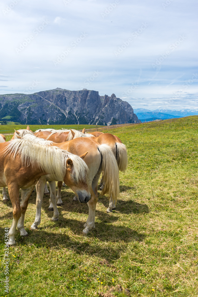 Alpe di Siusi, Seiser Alm with Sassolungo Langkofel Dolomite, a brown and white stallion horse standing on top of a lush green field