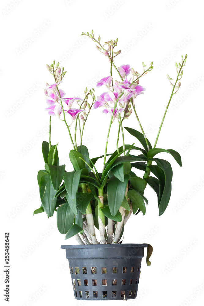 Orchid flower in black plastic pot isolated on white background with clipping path. Orchid flower in black plastic pot isolated on white background with clipping path.