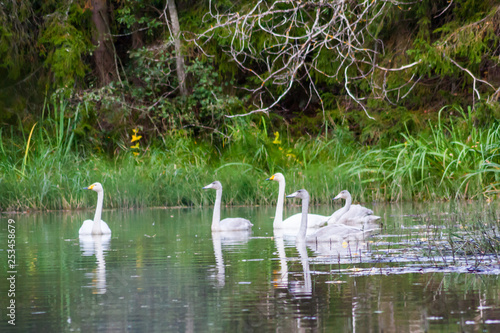 Couple white swans swimming with young cygnets on the river in Finland at summer.