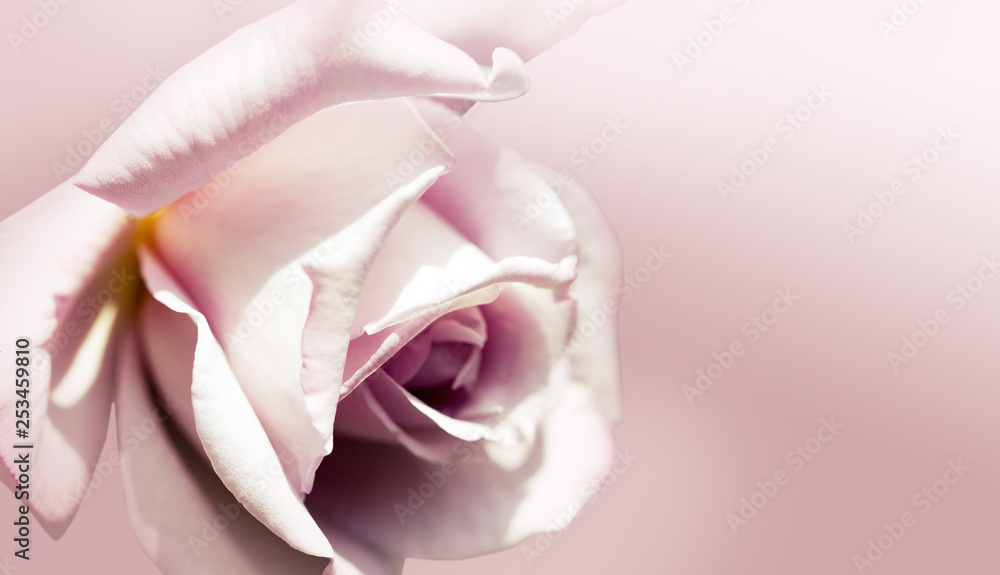 Delicate background with a rose. Pastel background, calm colors. Place to insert text. For card and banner. Sweet color roses in soft style for background Delicate background with a rose. Pastel background, calm colors. Place to insert text. For card and banner. Sweet color roses in soft style for background