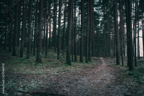 Cinematic look forest path at morning