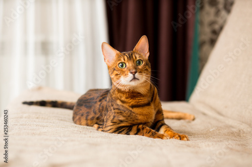 Obraz na plátně An adult Bengali cat lays on the couch stretching its paws