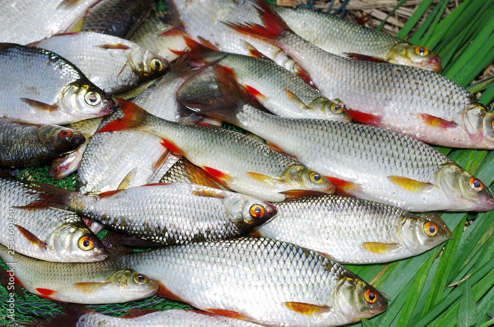 Fototapeta premium Rich catch. Roach and rudd lying in the grass. Freshwater fish