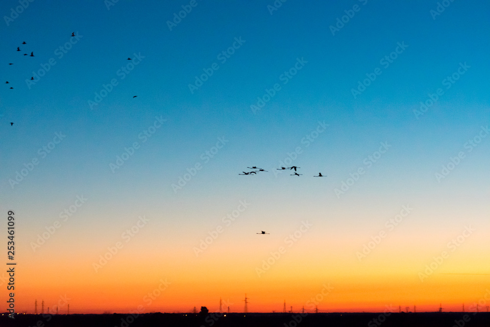 flamingo birds flying in the sky flamingo birds flying in the sky