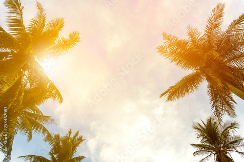 Coconut palm tree beach summer concept
