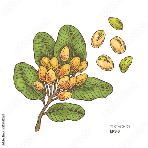 Pistachio branch illustration. Engraved style illustration. Pistachio nut plant. Vector illustration