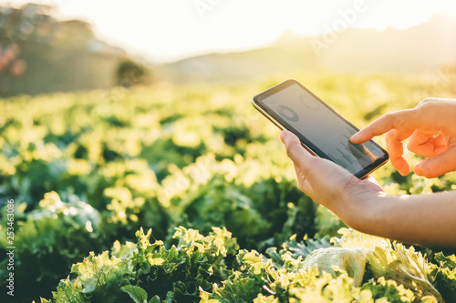 Agriculture Farmer checking touchpad in Nappa cabbage Fram in summer photo