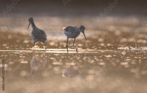 Green Shanks feeding 