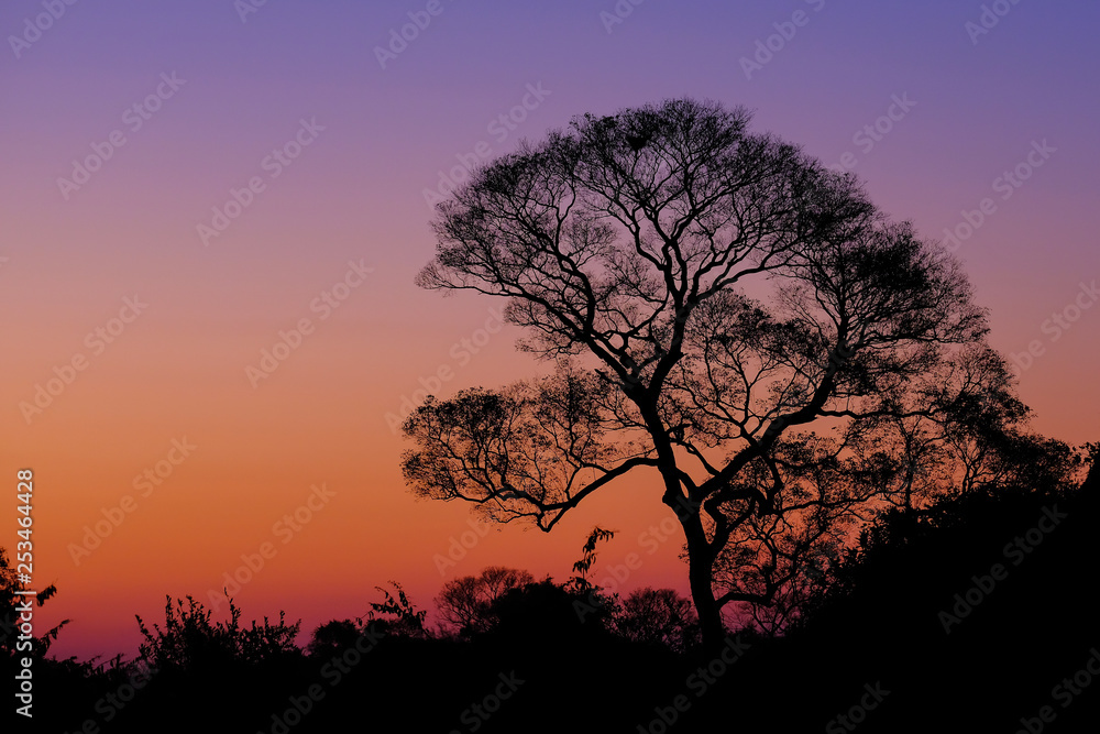 Beautiful trees as part of Pantanal wetland landscape at sunset, Porto Jofre, Pantanal, Mato Grosso do Sul, Brazil