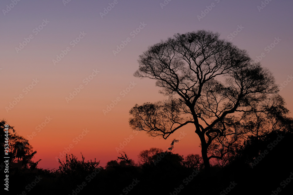 Beautiful trees as part of Pantanal wetland landscape at sunset, Porto Jofre, Pantanal, Mato Grosso do Sul, Brazil