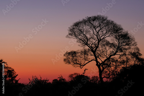 Beautiful trees as part of Pantanal wetland landscape at sunset, Porto Jofre, Pantanal, Mato Grosso do Sul, Brazil