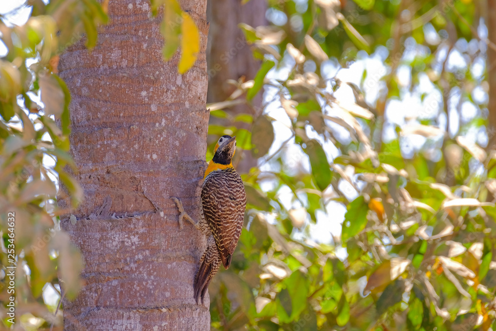 Campo Flicker, Colaptes Campestris, a species of bird in the woodpecker family, Pocone, Pantanal, Mato Grosso, Brazil