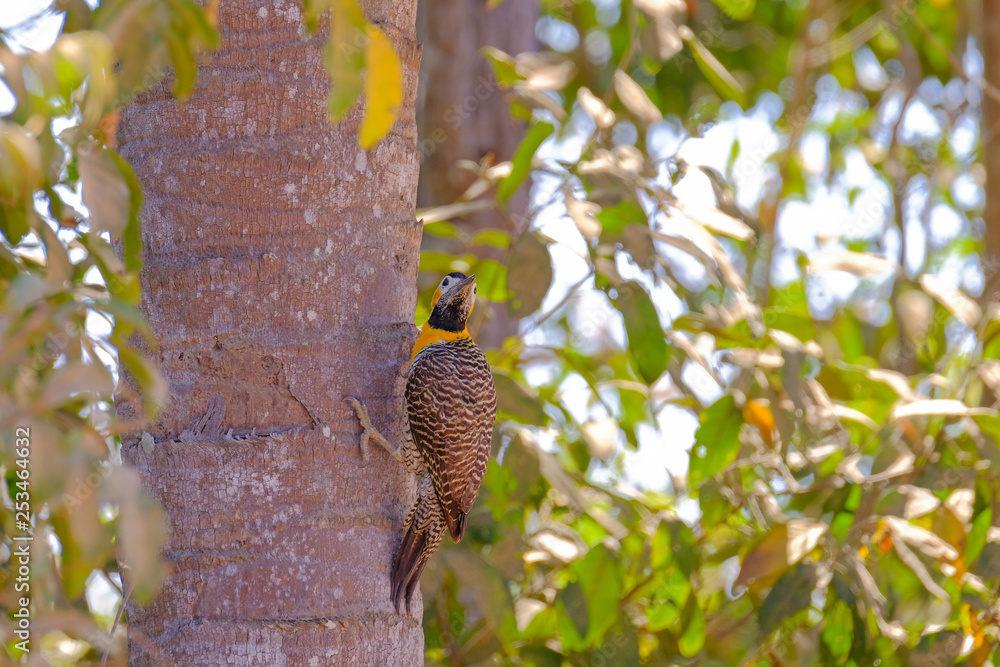 Fototapeta premium Campo Flicker, Colaptes Campestris, a species of bird in the woodpecker family, Pocone, Pantanal, Mato Grosso, Brazil