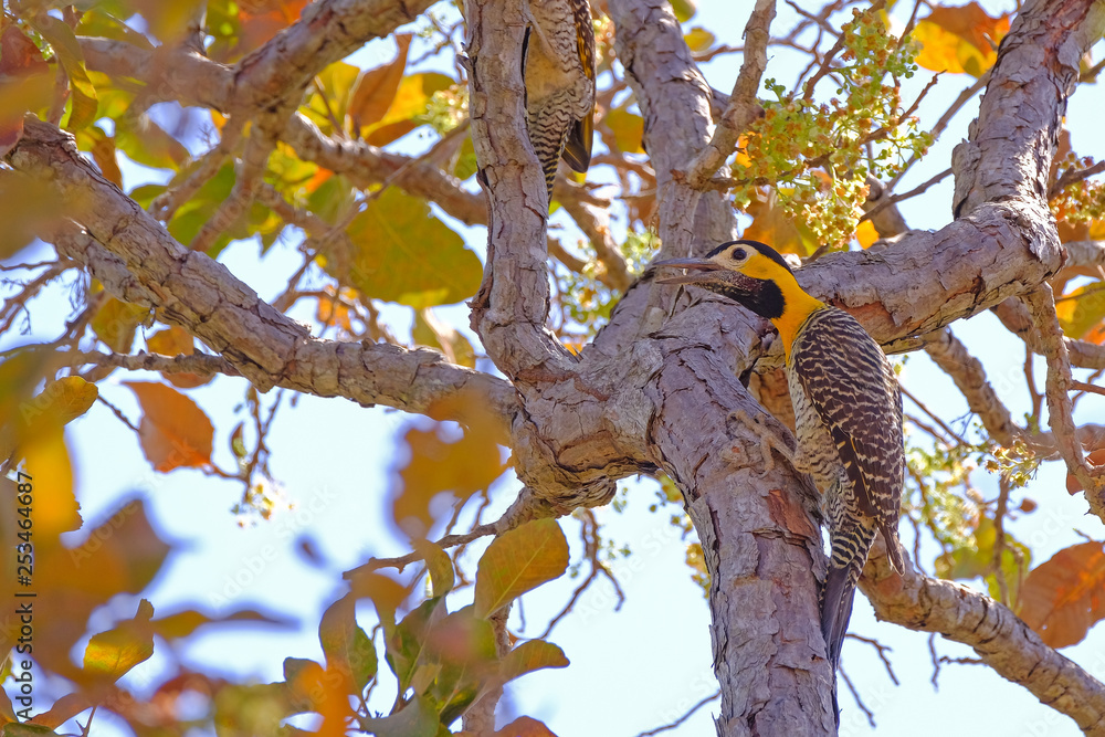 Φωτογραφία Campo Flicker, Colaptes Campestris, a species of bird in the woodpecker family,