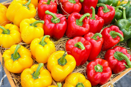 Fresh colorful Bell peppers in organic farm