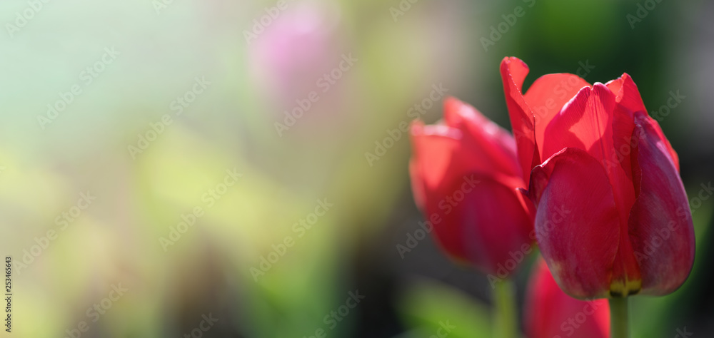 Banner. A bouquet of beautiful red tulips in a field in Holland. Elongated photo Banner. A bouquet of beautiful red tulips in a field in Holland. Elongated photo