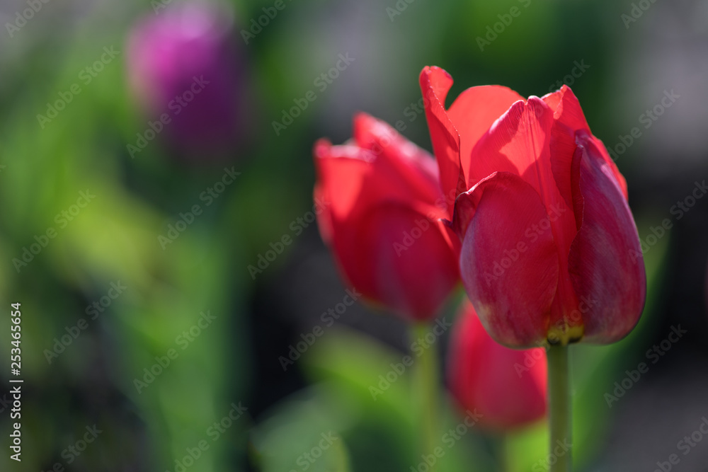 Beautiful red tulips grow on a flower bed in the garden. Horizontal photography