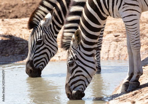 close up of a zebra photo