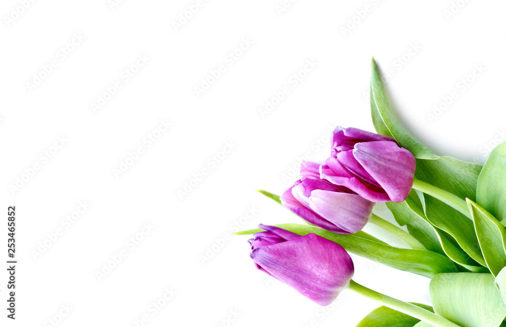 A bouquet of lilac and white tulips with fresh green leaves on a white background. Copy space for text. A bouquet of lilac and white tulips with fresh green leaves on a white background. Copy space for text.