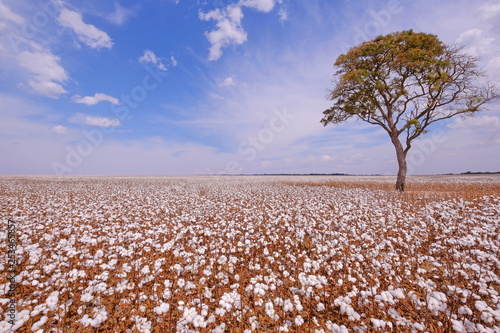 Tree in the middle of a cotton field in Campo Verde, Mato Grosso, Brazil