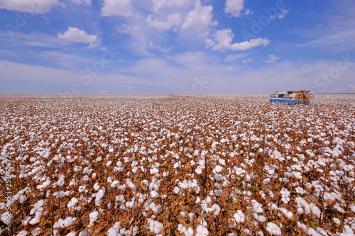 Canvas Print Old german vintage campervan in a cotton field ready for harvesting in Campo Ver