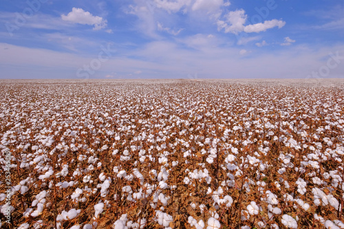 Cotton field ready for harvesting in Campo Verde, Mato Grosso, Brazil