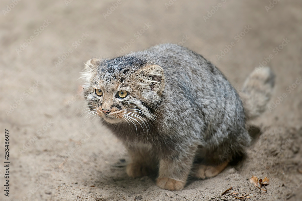 Pallas's cat (Otocolobus manul), also known as the manul Pallas's cat (Otocolobus manul), also known as the manul