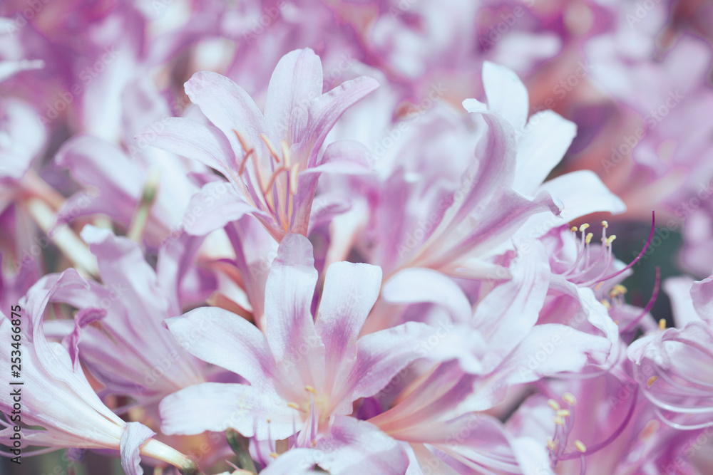Delicate background with flowers bells. Spring pastel background, calm colors. Place to insert text. For card and banner. Sweet flower in soft style for background Delicate background with flowers bells. Spring pastel background, calm colors. Place to insert text. For card and banner. Sweet flower in soft style for background
