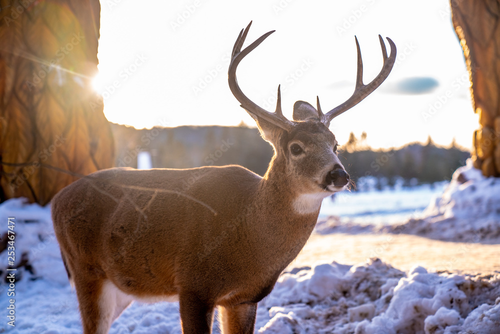 Fototapeta premium deer in nature sanctuary