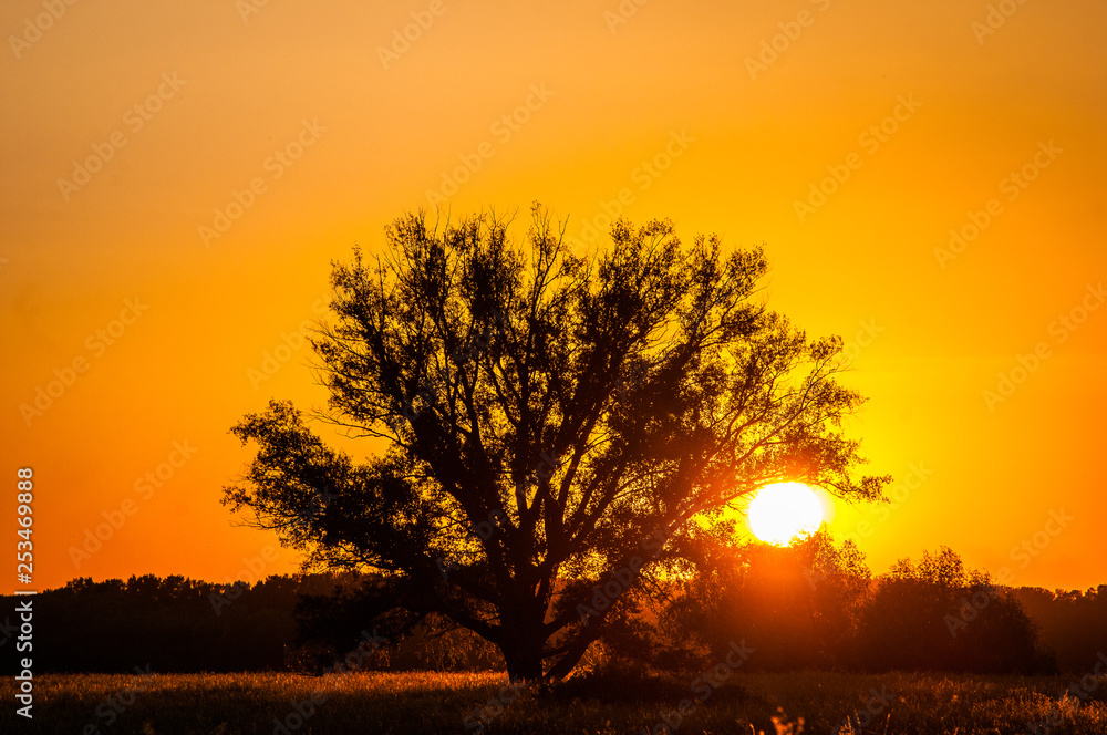 Beautiful sunset, warm summer evening on the edge of the forest are lonely trees, and the sun falls over the horizon Beautiful sunset, warm summer evening on the edge of the forest are lonely trees, and the sun falls over the horizon