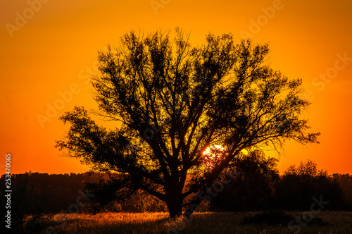 Beautiful sunset, warm summer evening on the edge of the forest are lonely trees, and the sun falls over the horizon