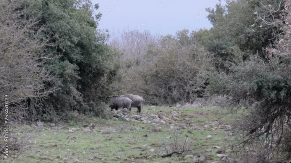 Wild Boar Running Wild Boar Running